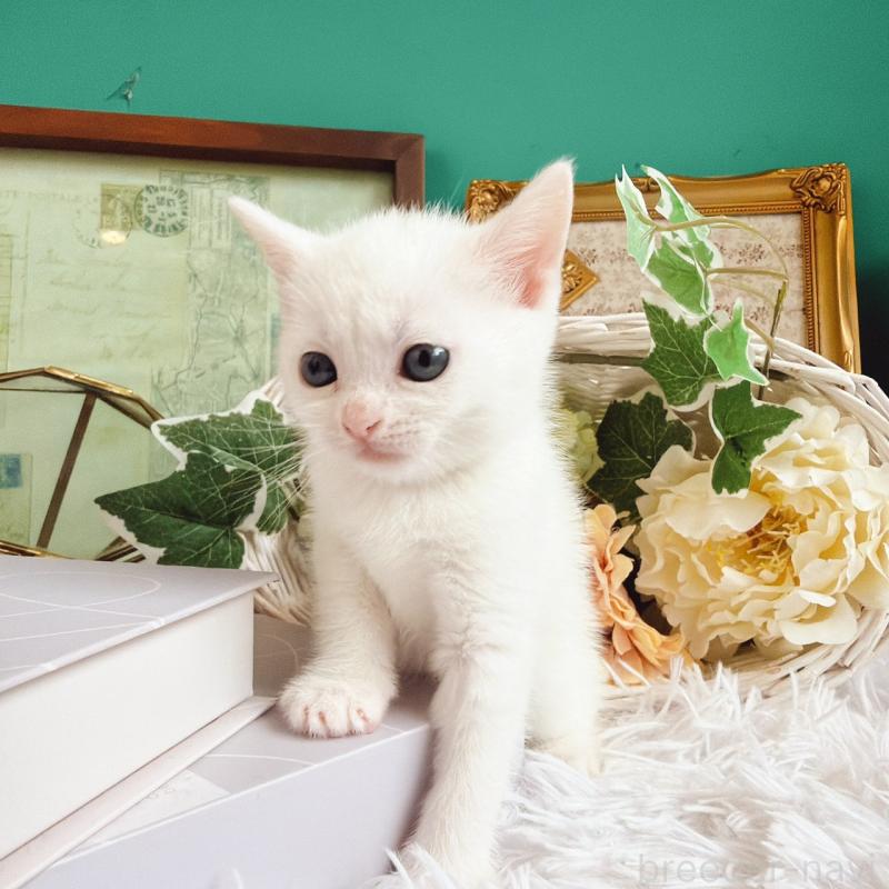 販売中の岐阜県のマンチカン-130741の2枚目