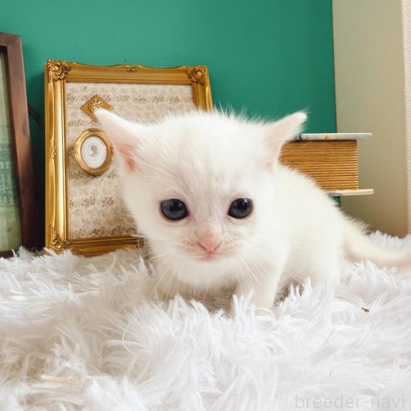 販売中の岐阜県のマンチカン-130742の3枚目