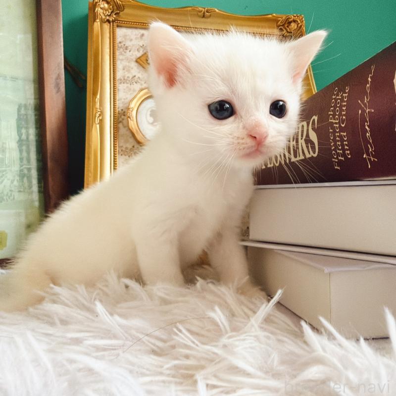 販売中の岐阜県のマンチカン-130742