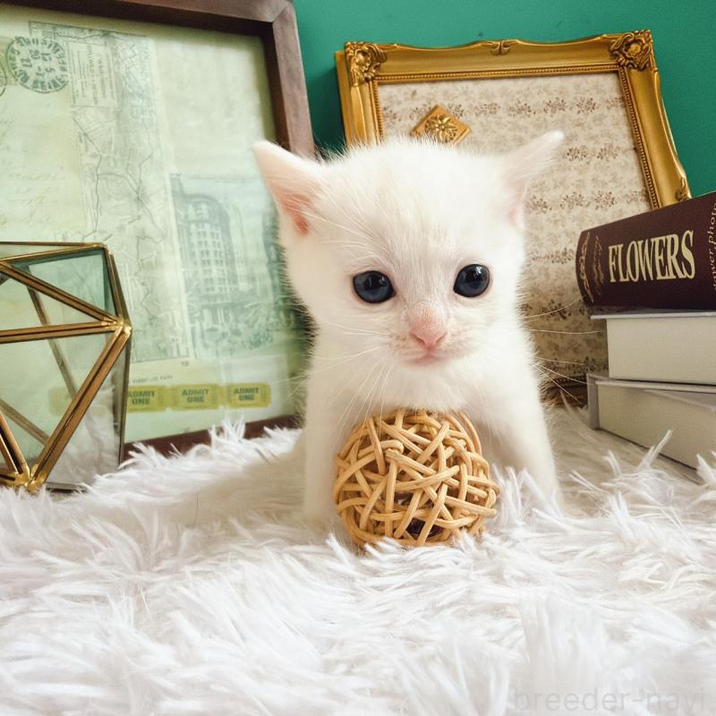 販売中の岐阜県のマンチカン-130742の2枚目