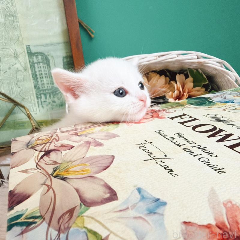 販売中の岐阜県のマンチカン-130743の4枚目