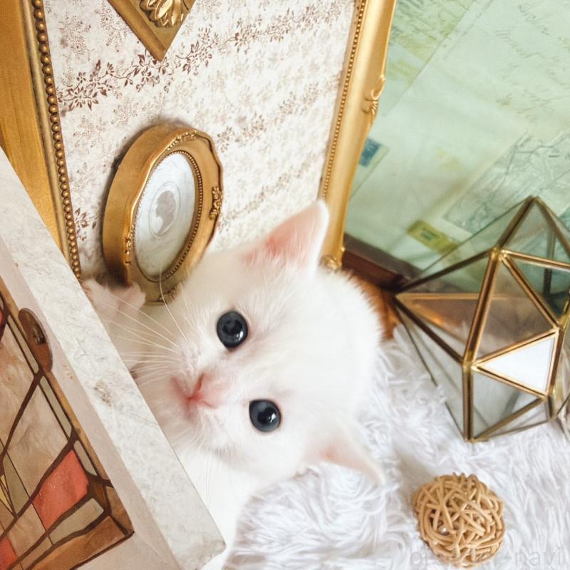 販売中の岐阜県のマンチカン-130743の3枚目