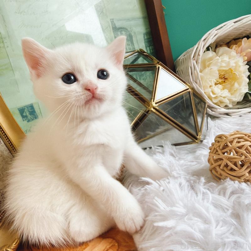 販売中の岐阜県のマンチカン-130743の2枚目