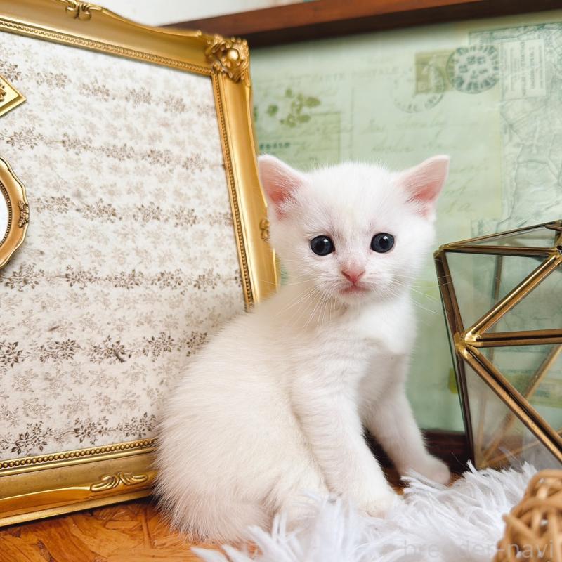 販売中の岐阜県のマンチカン-130743