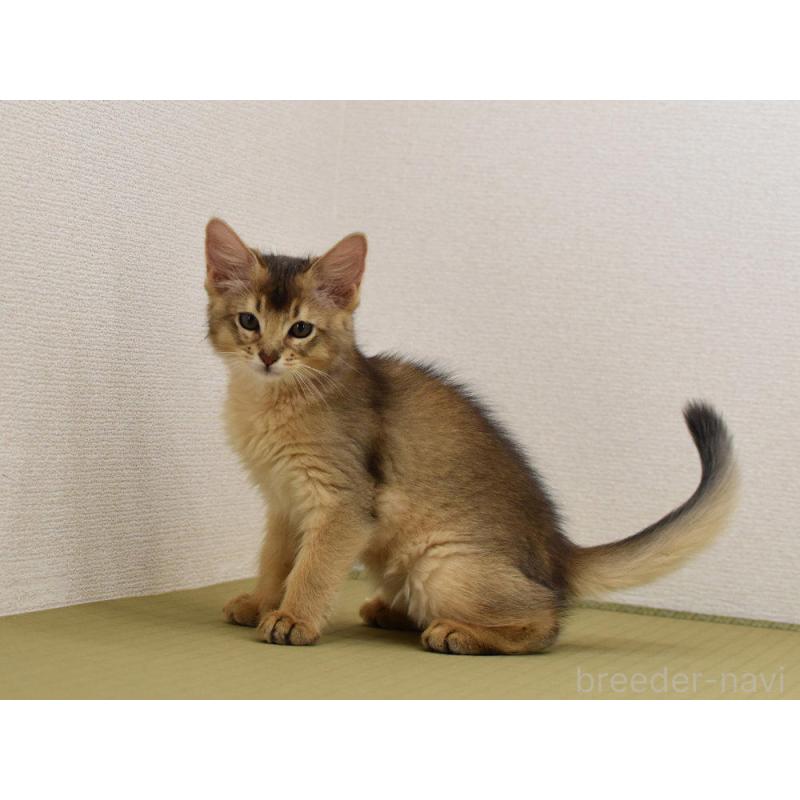 販売中の大阪府のソマリ-130745の8枚目