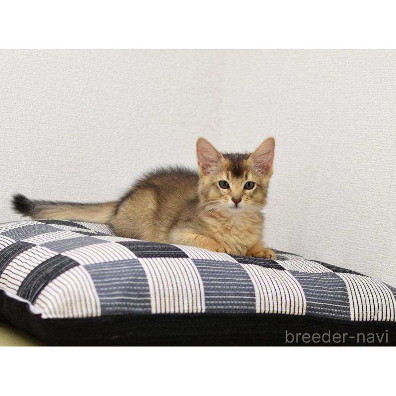 販売中の大阪府のソマリ-130745の7枚目