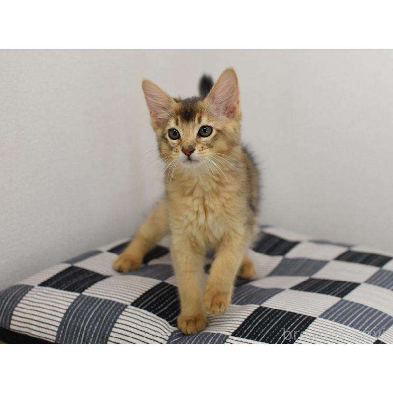 販売中の大阪府のソマリ-130745の6枚目