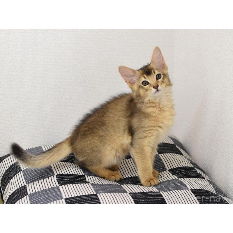 販売中の大阪府のソマリ-130745の5枚目