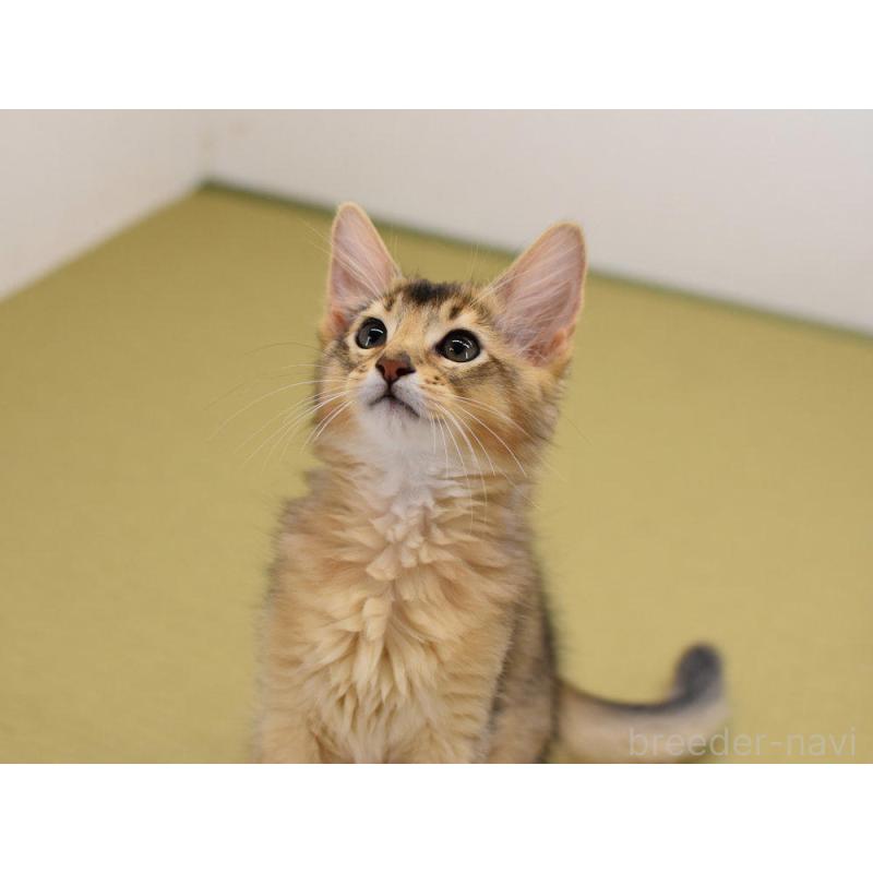 販売中の大阪府のソマリ-130745の4枚目