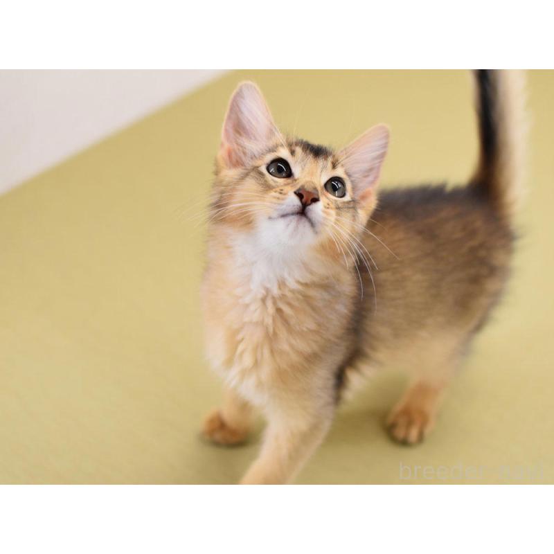 販売中の大阪府のソマリ-130745の3枚目