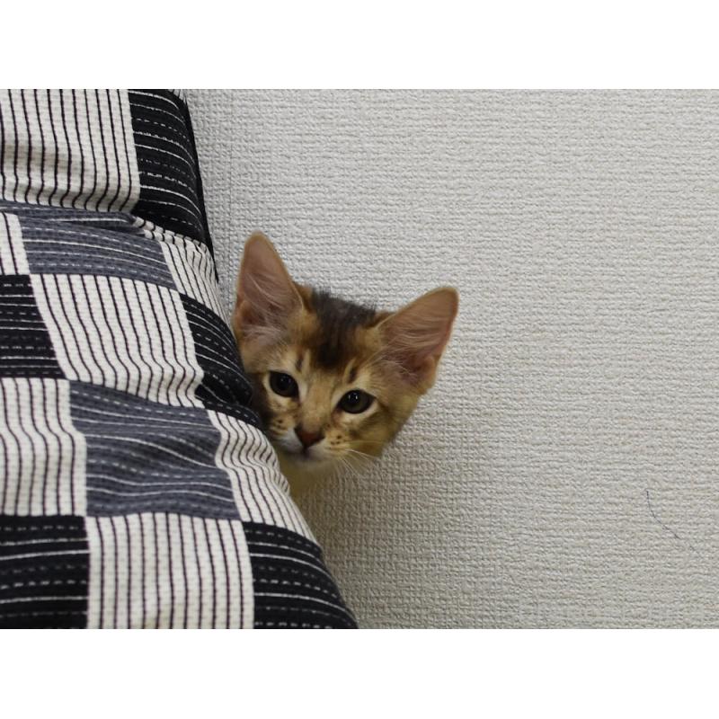 販売中の大阪府のソマリ-130745の2枚目