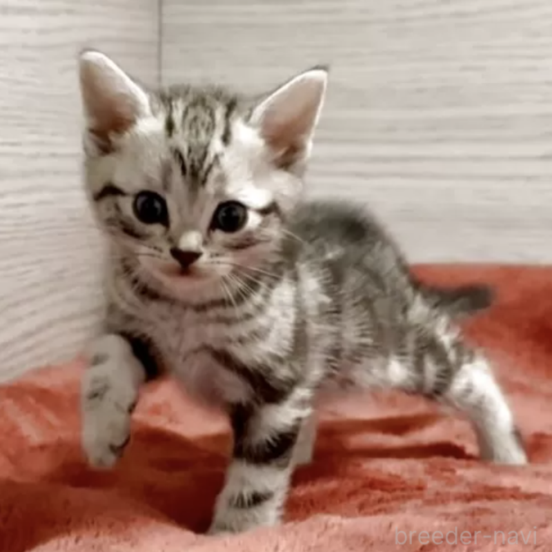 販売中の三重県のアメリカンショートヘア-130744の1枚目