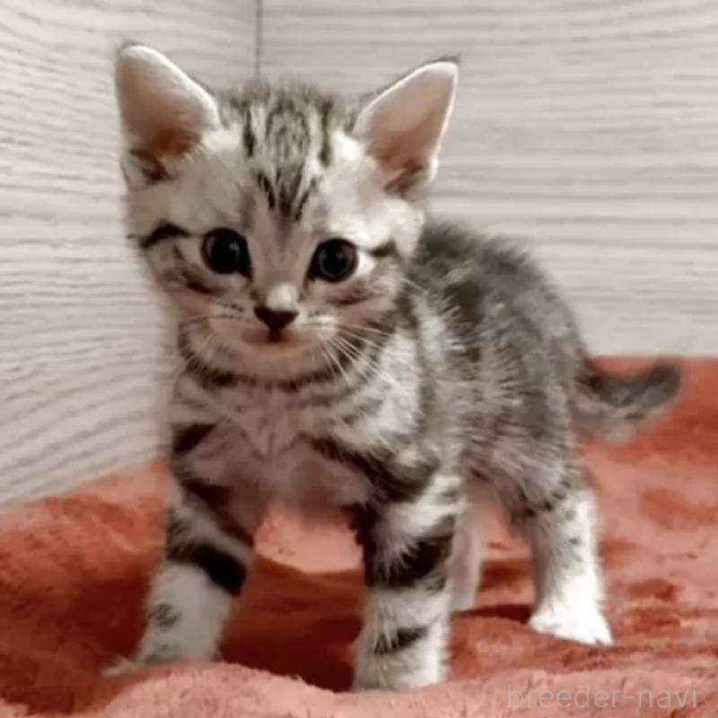 販売中の三重県のアメリカンショートヘア-130744の2枚目