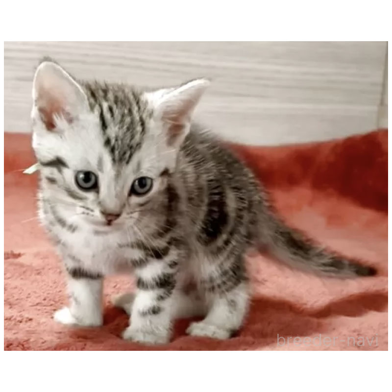 販売中の三重県のアメリカンショートヘア-130746の2枚目