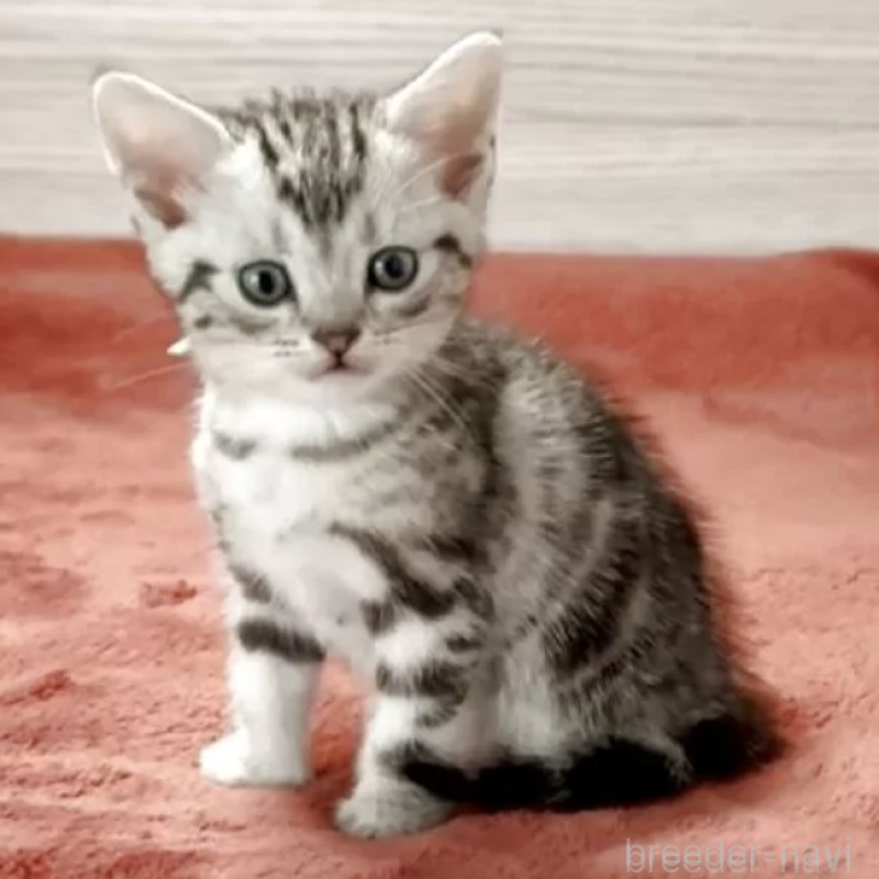 販売中の三重県のアメリカンショートヘア-130746