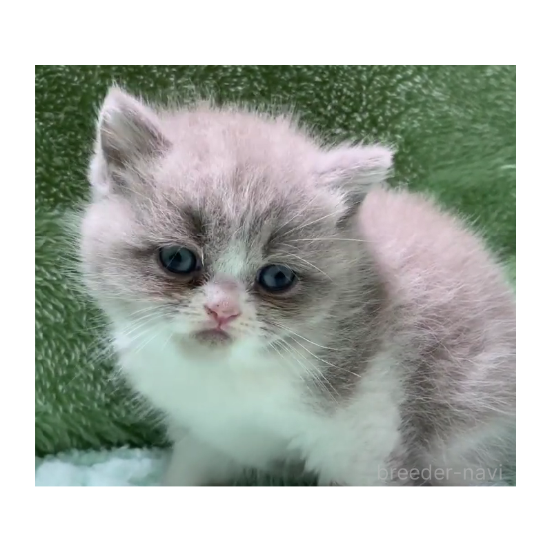 販売中の滋賀県のブリティッシュショートヘア-130747の6枚目