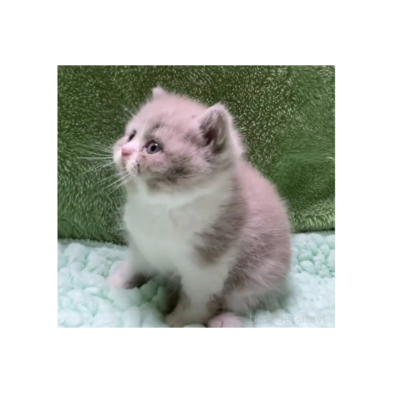 販売中の滋賀県のブリティッシュショートヘア-130747の5枚目