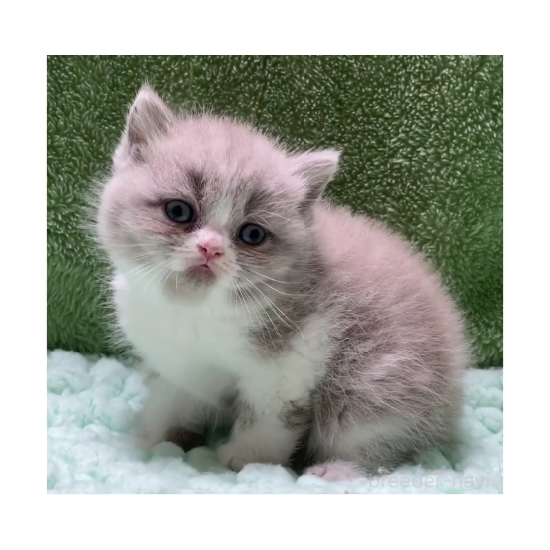 販売中の滋賀県のブリティッシュショートヘア-130747の4枚目