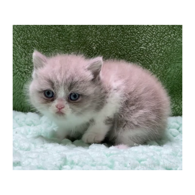 販売中の滋賀県のブリティッシュショートヘア-130747の3枚目