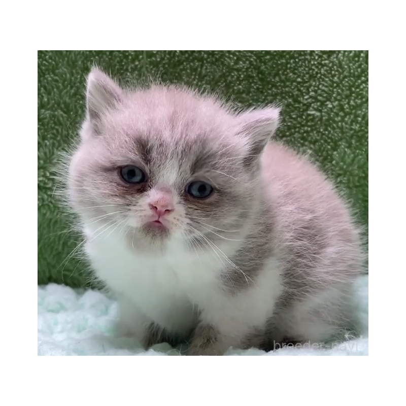 販売中の滋賀県のブリティッシュショートヘア-130747の2枚目