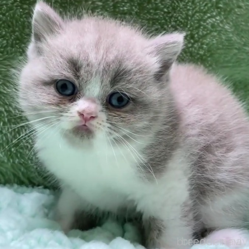 販売中の滋賀県のブリティッシュショートヘア-130747の1枚目