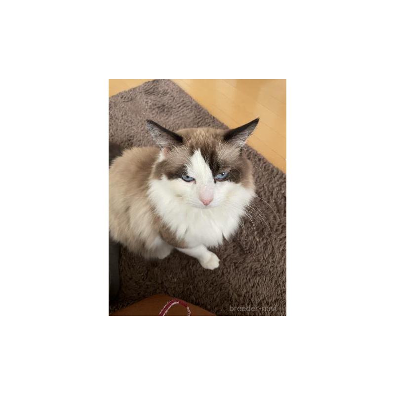 販売中の兵庫県のラグドール-130748の7枚目