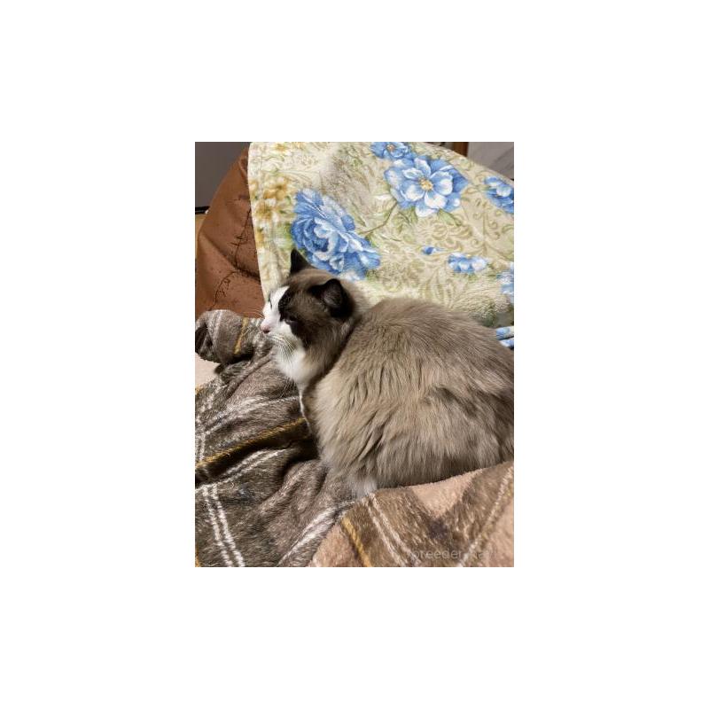 販売中の兵庫県のラグドール-130748の5枚目