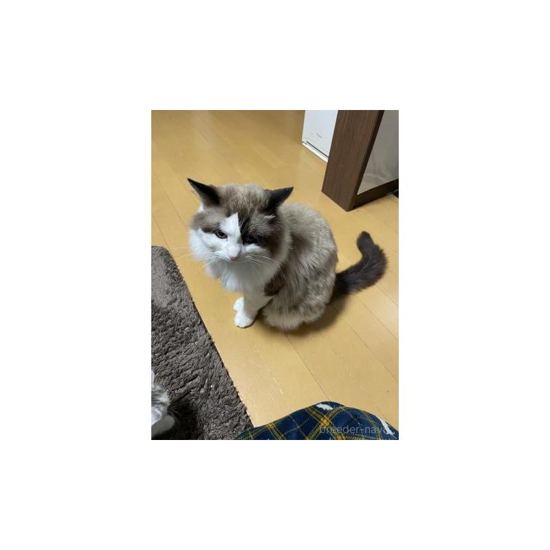 販売中の兵庫県のラグドール-130748の4枚目