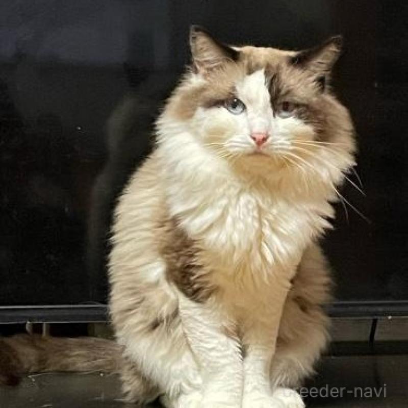 販売中の兵庫県のラグドール-130748の1枚目