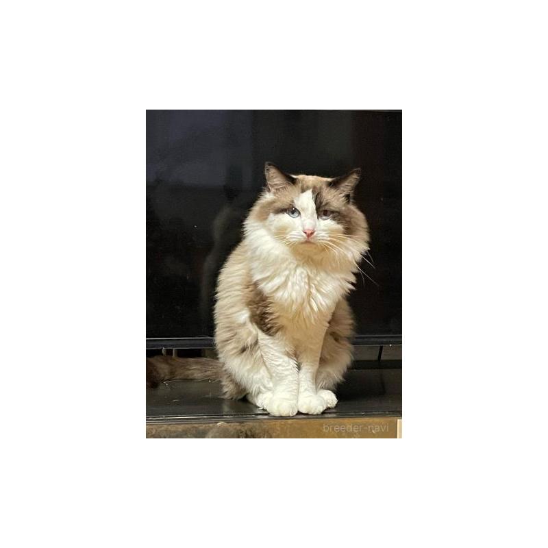 販売中の兵庫県のラグドール-130748の2枚目