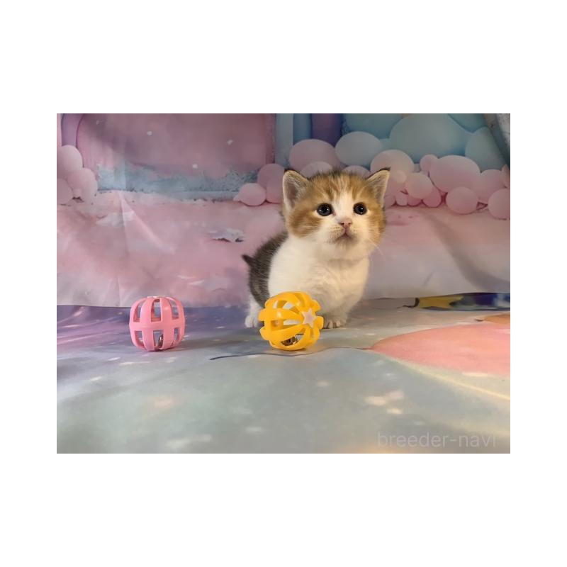 販売中の大阪府のマンチカン(短足)-130749の6枚目