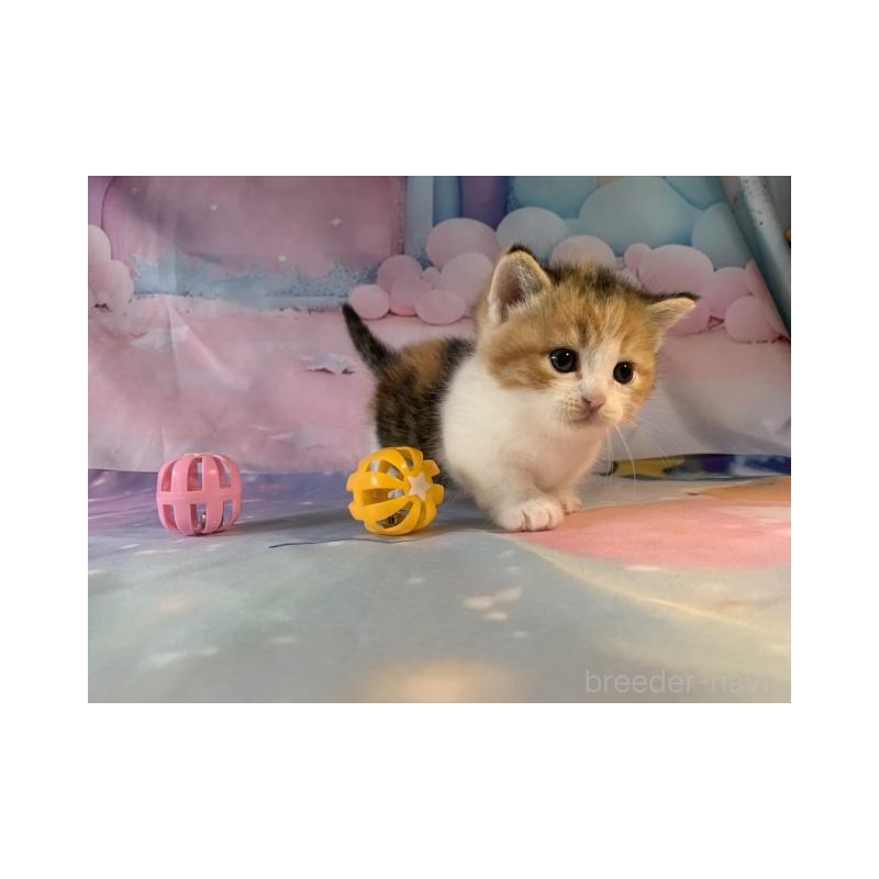 販売中の大阪府のマンチカン(短足)-130749の5枚目