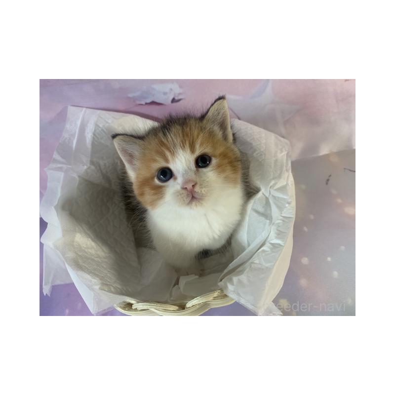 販売中の大阪府のマンチカン(短足)-130749の3枚目