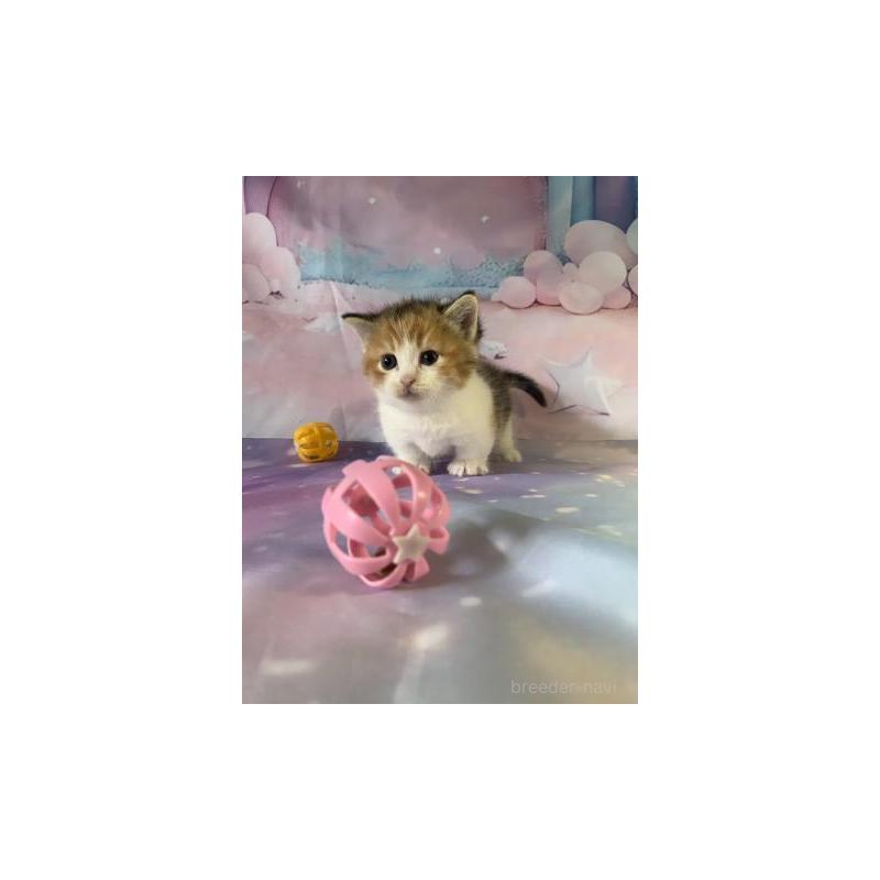 販売中の大阪府のマンチカン(短足)-130749の4枚目