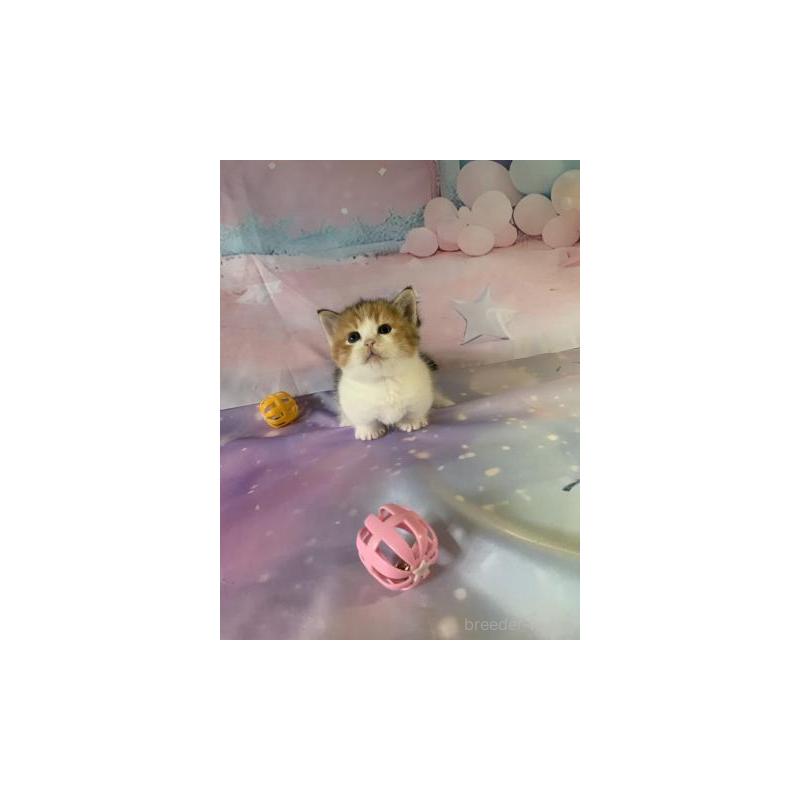 販売中の大阪府のマンチカン(短足)-130749の2枚目