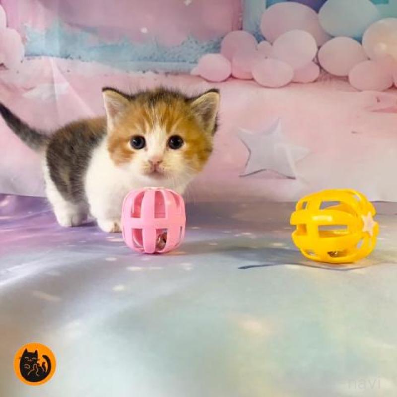 販売中の大阪府のマンチカン(短足)-130749の1枚目