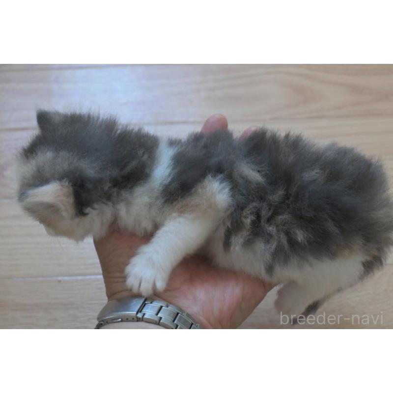 販売中の茨城県のノルウェージャンフォレストキャット-130750の3枚目