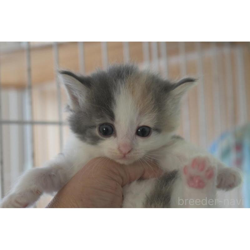 販売中の茨城県のノルウェージャンフォレストキャット-130750の2枚目