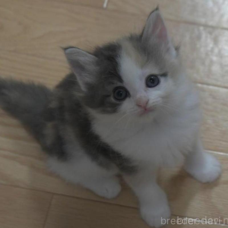 販売中の茨城県のノルウェージャンフォレストキャット-130750