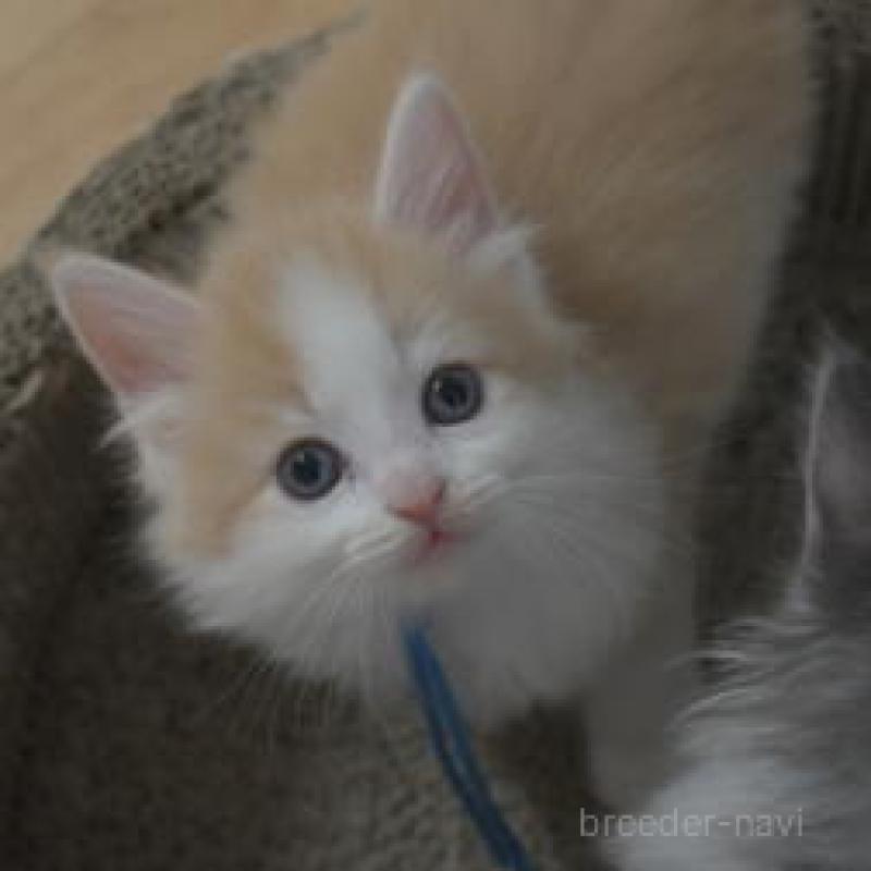 販売中の茨城県のノルウェージャンフォレストキャット-130752の1枚目