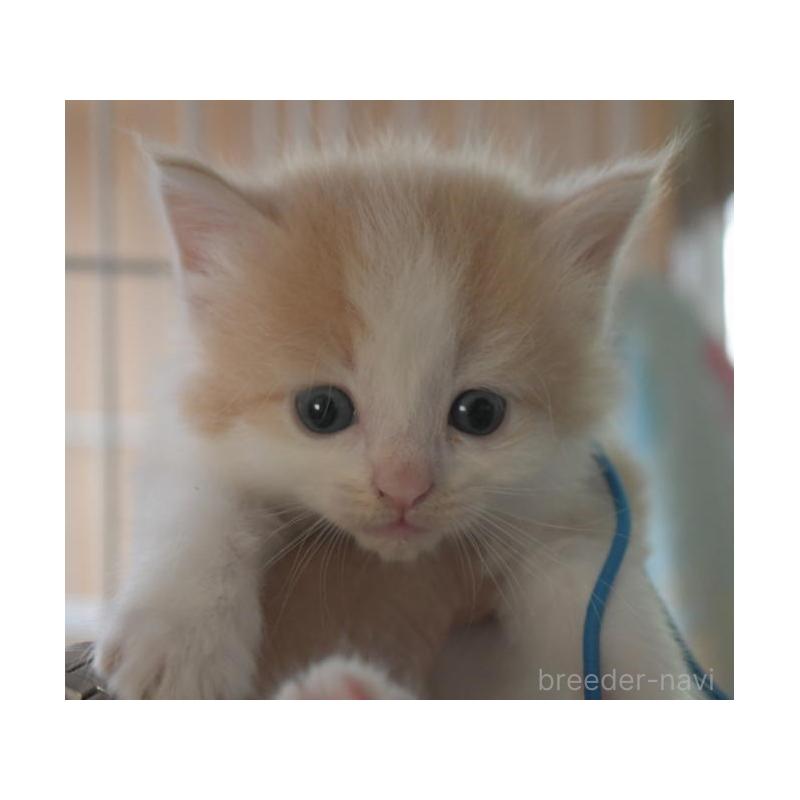 販売中の茨城県のノルウェージャンフォレストキャット-130752の2枚目