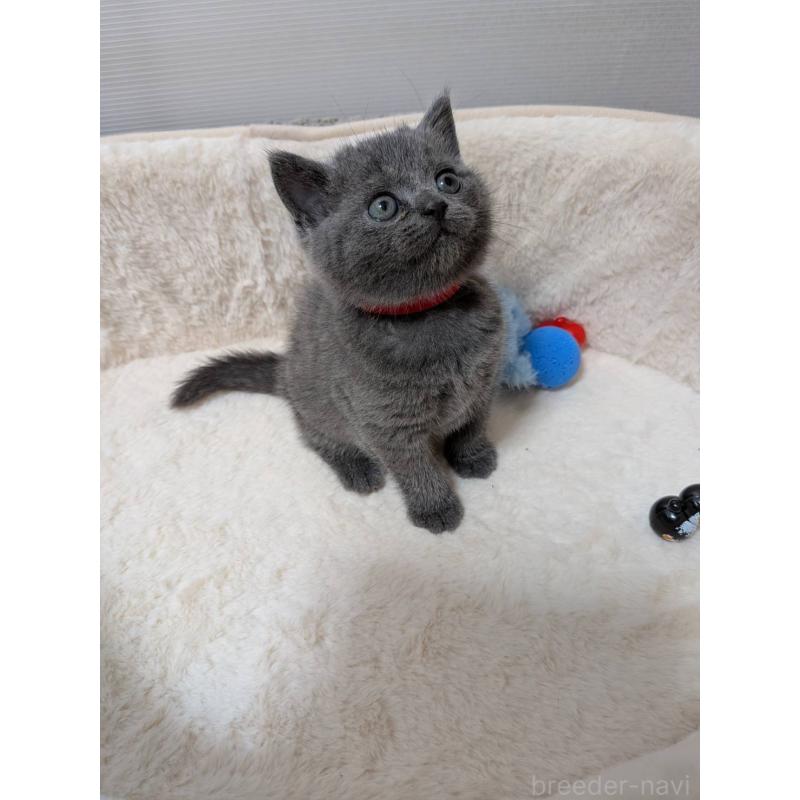 販売中の神奈川県のブリティッシュショートヘア-130751の2枚目