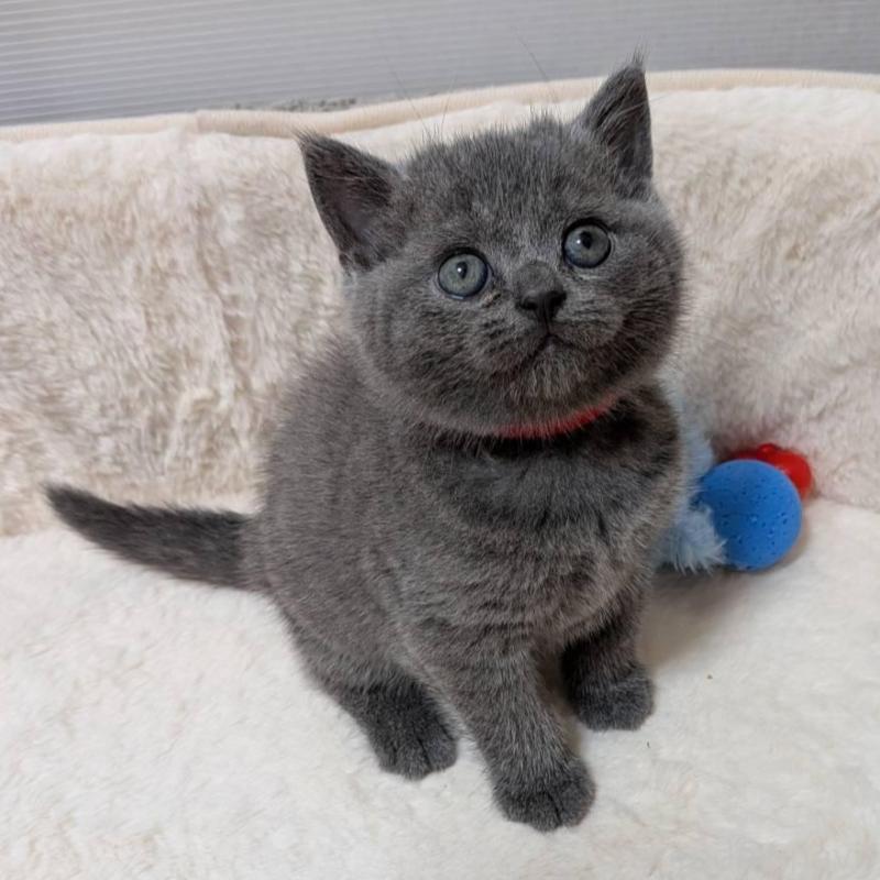 販売中の神奈川県のブリティッシュショートヘア-130751