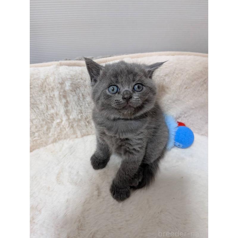 販売中の神奈川県のブリティッシュショートヘア-130753の2枚目