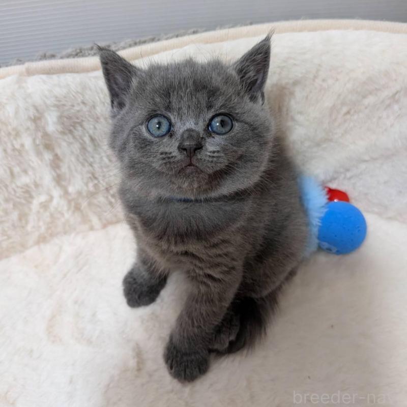 販売中の神奈川県のブリティッシュショートヘア-130753