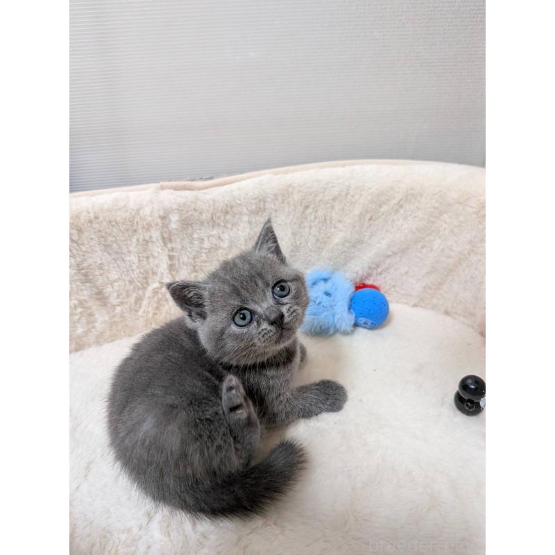 販売中の神奈川県のブリティッシュショートヘア-130754の2枚目