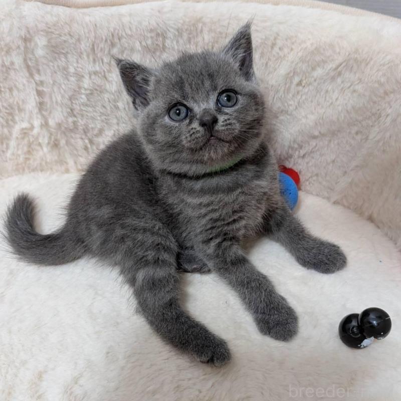 販売中の神奈川県のブリティッシュショートヘア-130754の1枚目