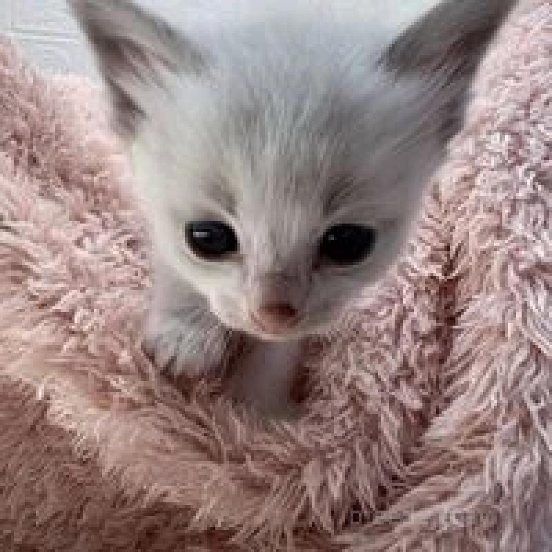 販売中の埼玉県のラグドール-130755の11枚目