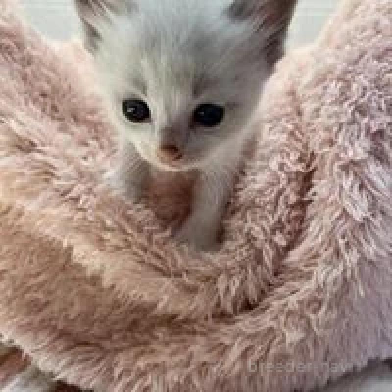 販売中の埼玉県のラグドール-130755の10枚目