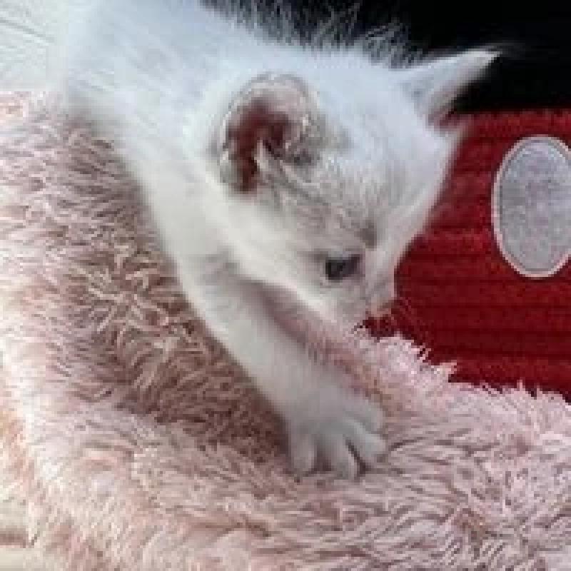 販売中の埼玉県のラグドール-130755の9枚目